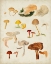 Picture of MUSHROOM SPECIES XII