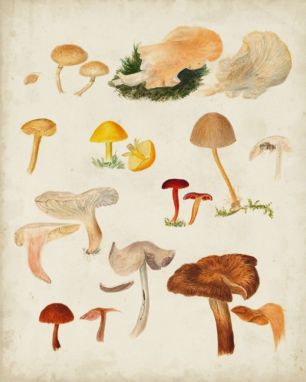 Picture of MUSHROOM SPECIES XII