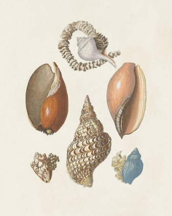 Picture of KNORR SHELLS AND CORAL I