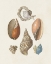 Picture of KNORR SHELLS AND CORAL I
