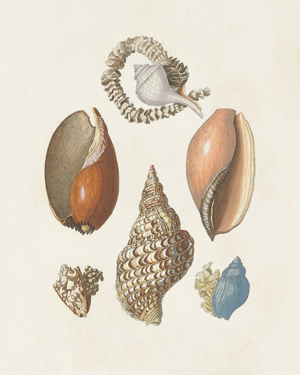 Picture of KNORR SHELLS AND CORAL I