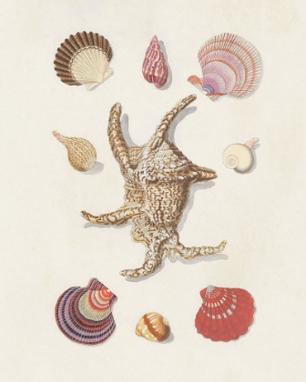 Picture of KNORR SHELLS AND CORAL II