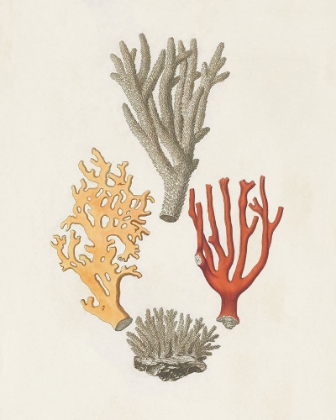 Picture of KNORR SHELLS AND CORAL IV