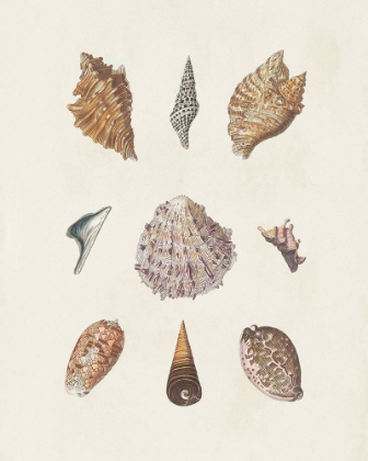 Picture of KNORR SHELLS AND CORAL VI