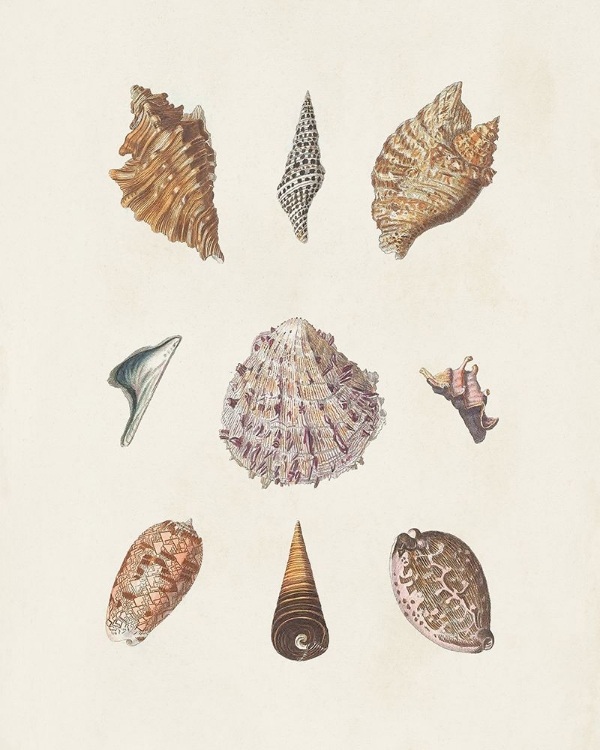 Picture of KNORR SHELLS AND CORAL VI