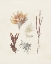 Picture of KNORR SHELLS AND CORAL VII
