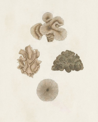 Picture of KNORR SHELLS AND CORAL VIII