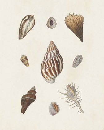Picture of KNORR SHELLS AND CORAL IX