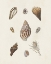 Picture of KNORR SHELLS AND CORAL IX