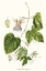 Picture of PASSION FLOWER TRIO I