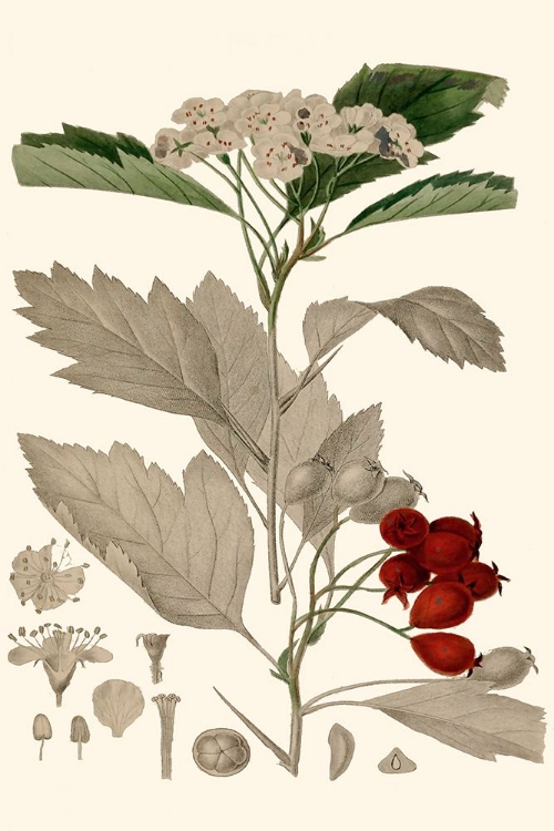 Picture of LEAVES AND BERRIES I