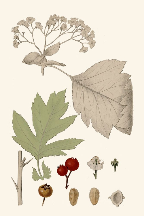 Picture of LEAVES AND BERRIES II