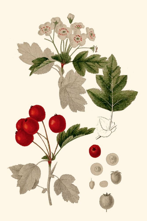 Picture of LEAVES AND BERRIES III