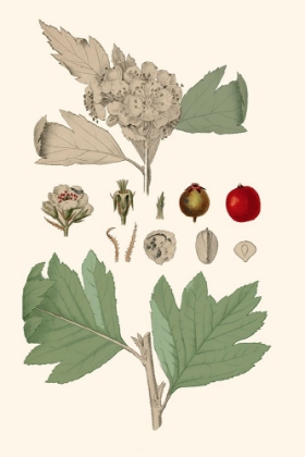 Picture of LEAVES AND BERRIES IV