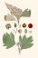 Picture of LEAVES AND BERRIES IV