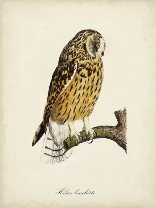 Picture of FRENCH OWLS II