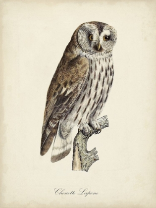 Picture of FRENCH OWLS III