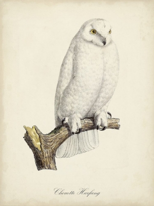 Picture of FRENCH OWLS IV