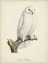 Picture of FRENCH OWLS IV