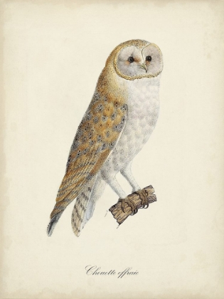 Picture of FRENCH OWLS VI