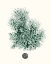 Picture of ANTIQUE COASTAL CORAL V