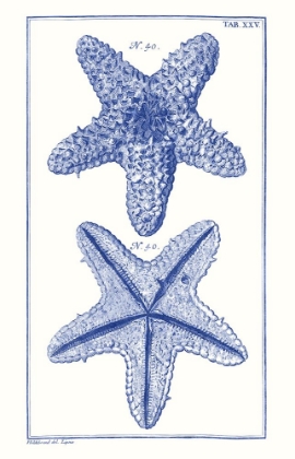 Picture of BLUE SEA STARS IV