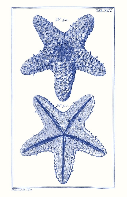 Picture of BLUE SEA STARS IV