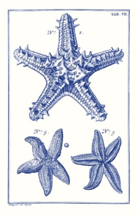 Picture of BLUE SEA STARS V