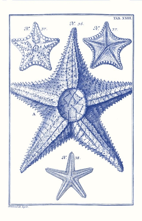 Picture of BLUE SEA STARS VI