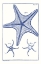 Picture of BLUE SEA STARS VII