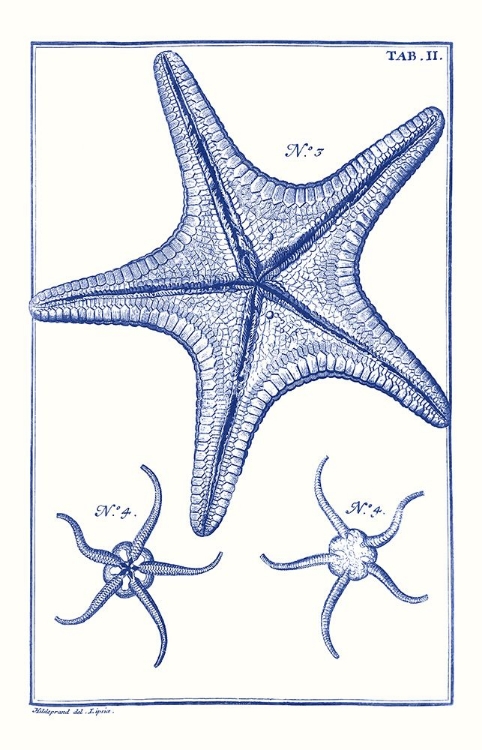 Picture of BLUE SEA STARS VII