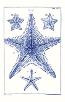 Picture of BLUE SEA STARS VIII
