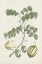 Picture of BUCHOZ TROPICALS II