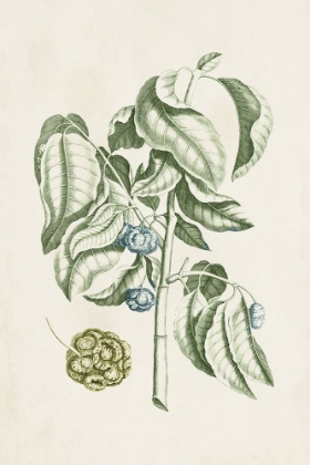 Picture of BUCHOZ TROPICALS V