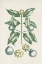 Picture of BUCHOZ TROPICALS VII