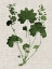 Picture of FOREST FOLIAGE ON LINEN IV