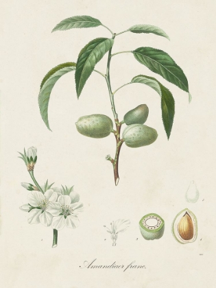 Picture of ANTIQUE ALMOND BOTANICAL I