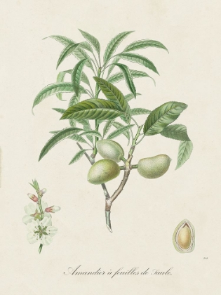 Picture of ANTIQUE ALMOND BOTANICAL II