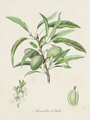 Picture of ANTIQUE ALMOND BOTANICAL III