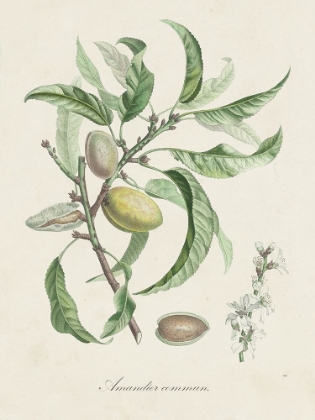 Picture of ANTIQUE ALMOND BOTANICAL IV