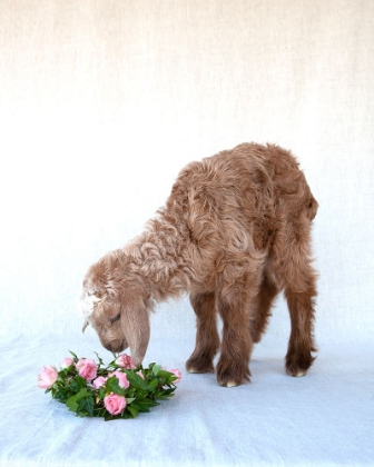 Picture of FRIDAY SMELLING ROSES