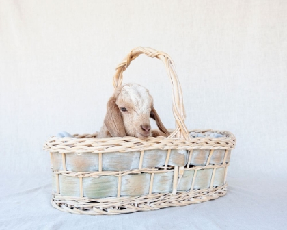 Picture of FRIDAY IN BASKET II