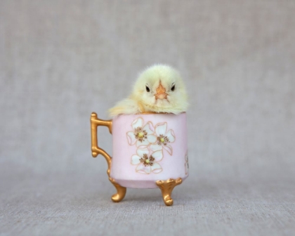 Picture of CHICK IN PINK CUP
