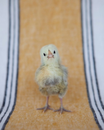 Picture of CHICK ON OCHRE NAPKIN I