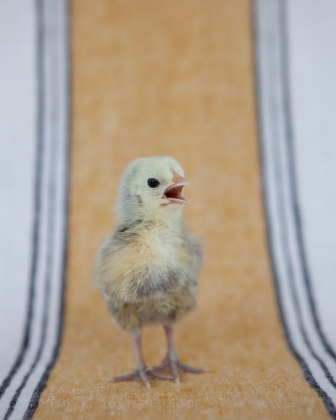 Picture of CHICK ON OCHRE NAPKIN II