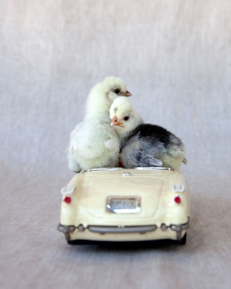 Picture of CHICKS IN CREAM CAR I