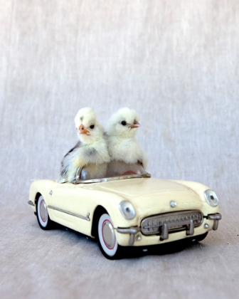 Picture of CHICKS IN CREAM CAR II