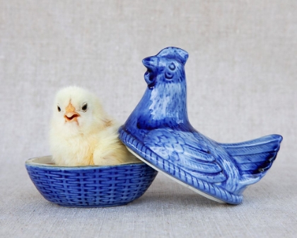 Picture of CHICK IN BLUE HEN