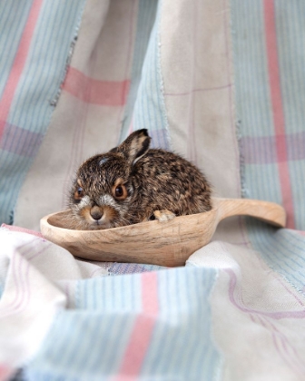 Picture of BABY RABBIT I