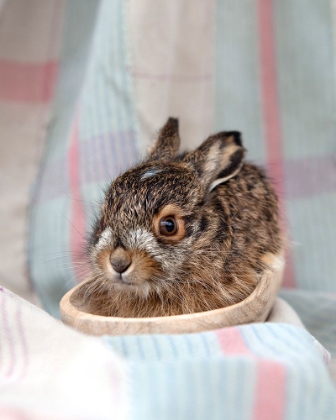 Picture of BABY RABBIT IV